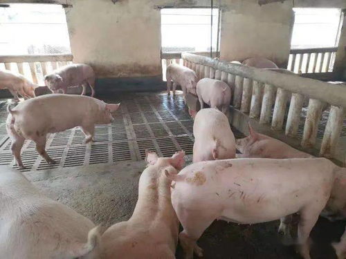 仔豬健壯漲勢(shì)強(qiáng)，新鄉(xiāng)大北農(nóng)產(chǎn)品來(lái)幫忙